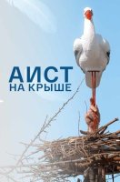 Аист на крыше